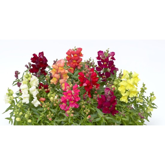 Seminte ANTIRRHINUM majus SNAPTINI F1 Mix Full 1000s