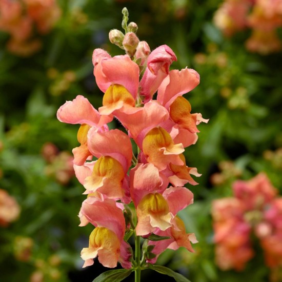 Seminte ANTIRRHINUM majus SNAPTINI F1 Peach 1000s
