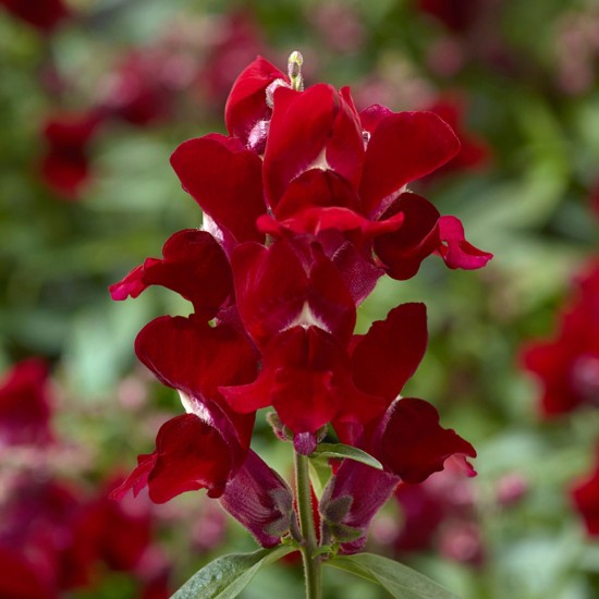 Seminte ANTIRRHINUM majus SNAPTINI F1 Red 1000s