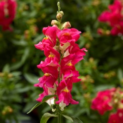 Seminte ANTIRRHINUM majus SNAPTINI F1 Rose Bicolor 1000s