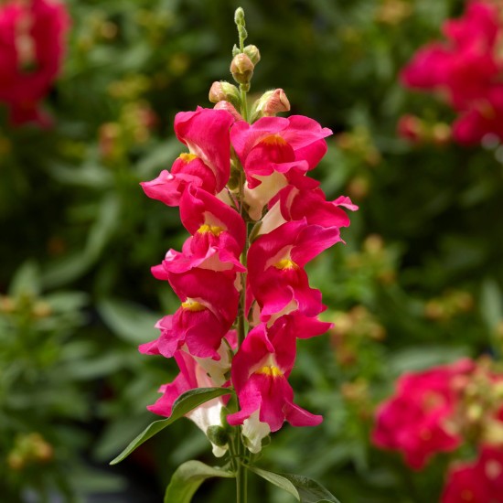 Seminte ANTIRRHINUM majus SNAPTINI F1 Rose Bicolor 1000s