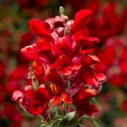 Seminte ANTIRRHINUM majus SNAPTINI F1 Scarlet 1000s