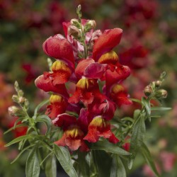 Seminte ANTIRRHINUM majus SNAPTINI F1 Sunglow 1000s