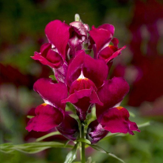 Seminte ANTIRRHINUM majus SNAPTINI F1 Violet 1000s