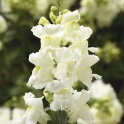 Seminte ANTIRRHINUM majus SNAPTINI F1 Whiter 1000s