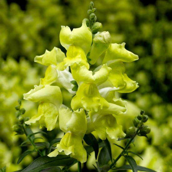 Seminte ANTIRRHINUM majus SNAPTINI F1 Yellow 1000s