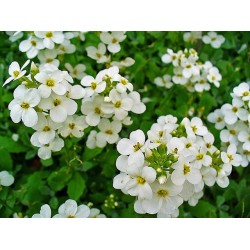 Seminte ARABIS blepharophylla CATWALK White 1000s