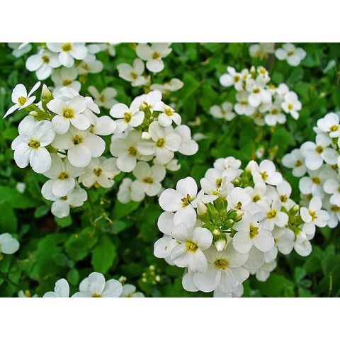 Seminte ARABIS blepharophylla CATWALK White 1000s
