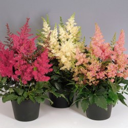 Seminte ASTILBE arendsii ASTARY Mix 500s