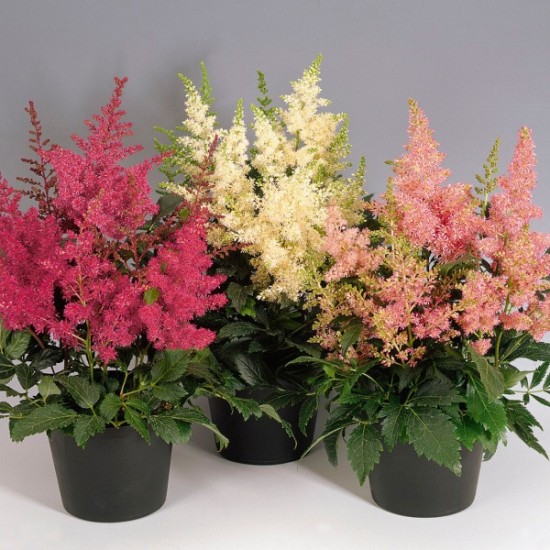 Seminte ASTILBE arendsii ASTARY Mix 500s