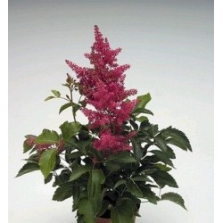 Seminte ASTILBE arendsii ASTARY Rose 500s