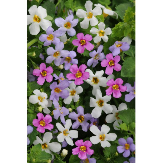 Seminte BACOPA cordata UTOPIA Mix 1000 multidrajeuri