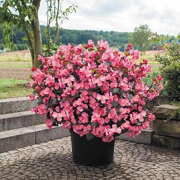 Seminte BEGONIA benariensis BIG F1 Pink Bronze Leaf 1000s
