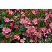 Seminte BEGONIA benariensis BIG F1 Deep Pink Green Leaf 1000s