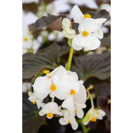 Seminte BEGONIA benariensis BIG F1 White Bronze Leaf 1000s