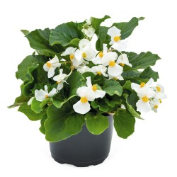 Seminte BEGONIA benariensis BIG F1 White Green Leaf 500s