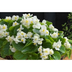 Seminte BEGONIA benariensis BIG F1 White Green Leaf 1000s