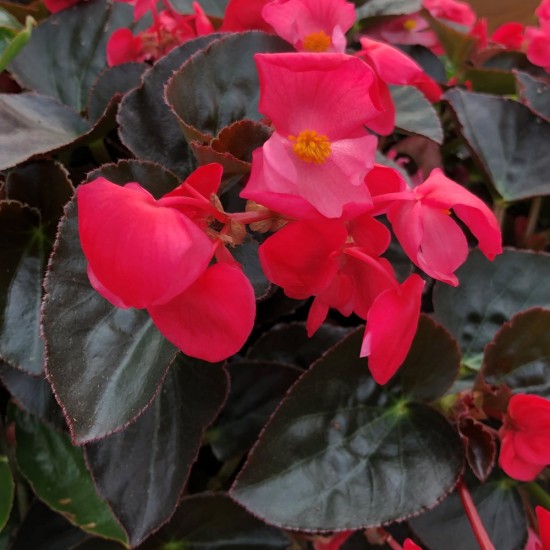 Seminte BEGONIA benariensis BIG F1 Rose Bronze Leaf 1000s