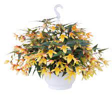 Seminte BEGONIA boliviensis GROOVY F1 Mellow Yellow 1000s