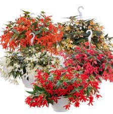 Seminte BEGONIA boliviensis GROOVY F1 Mix 1000s