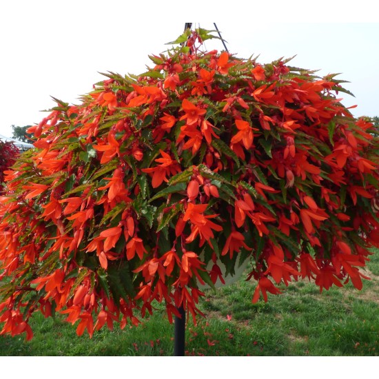 Seminte BEGONIA boliviensis GROOVY F1 Orange 1000s