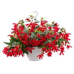 Seminte BEGONIA boliviensis GROOVY F1 Red 1000s