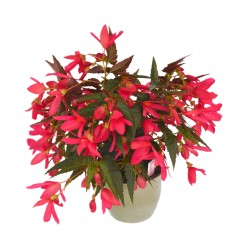 Seminte BEGONIA boliviensis GROOVY F1 Rose 1000s