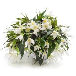 Seminte BEGONIA boliviensis GROOVY F1 White 1000s