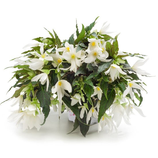 Seminte BEGONIA boliviensis GROOVY F1 White 1000s