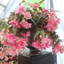 Seminte BEGONIA hybrida FUNKY F1 Light Pink 1000s