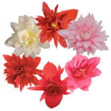 Seminte BEGONIA hybrida FUNKY F1 Mix 1000s