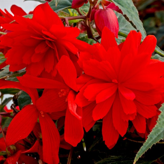 Seminte BEGONIA hybrida FUNKY F1 Orange 1000s