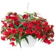 Seminte BEGONIA hybrida FUNKY F1 Red 1000s