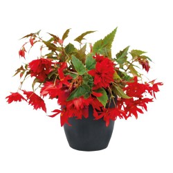 Seminte BEGONIA hybrida FUNKY F1 Scarlet 1000s