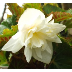 Seminte BEGONIA hybrida FUNKY F1 White 1000s