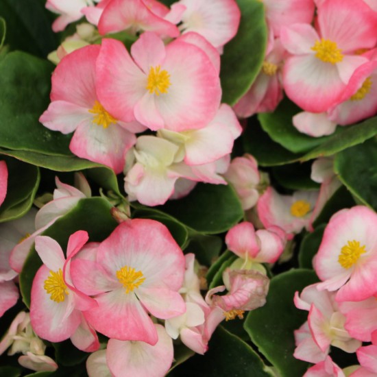 Seminte BEGONIA semperflorens SUPER COOL F1 Blush 1000s