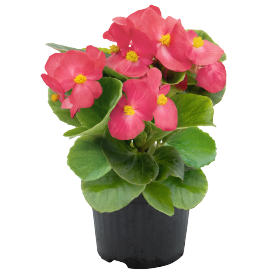 Seminte BEGONIA semperflorens SUPER COOL F1 Lipstick 1000s