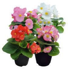Seminte BEGONIA semperflorens SUPER COOL F1 Mix 1000s