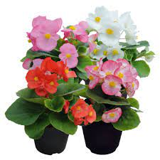 Seminte BEGONIA semperflorens SUPER COOL F1 Mix 1000s