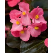 Seminte BEGONIA semperflorens SUPER COOL F1 Pink 1000s