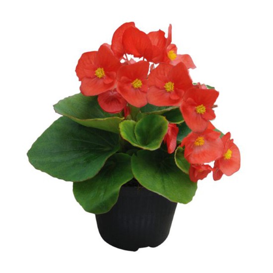 Seminte BEGONIA semperflorens SUPER COOL F1 Red 1000s