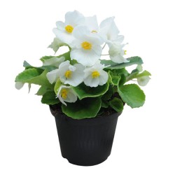 Seminte BEGONIA semperflorens SUPER COOL F1 White 1000s