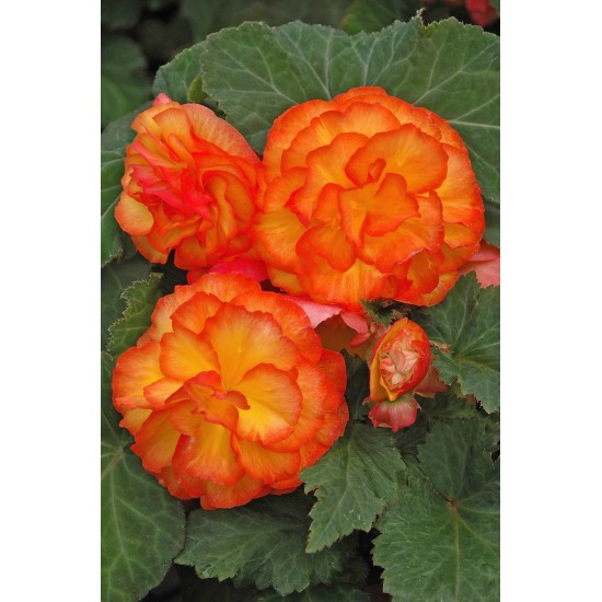 Seminte BEGONIA tuberhybrida NONSTOP F1 Fire 500s