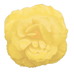 Seminte BEGONIA tuberhybrida NONSTOP F1 Lemon 1000s