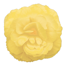 Seminte BEGONIA tuberhybrida NONSTOP F1 Lemon 500s