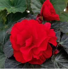 Seminte BEGONIA tuberhybrida NONSTOP MOCCA F1 Deep Red 1000s
