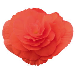 Seminte BEGONIA tuberhybrida NONSTOP F1 Peach Shades 1000s