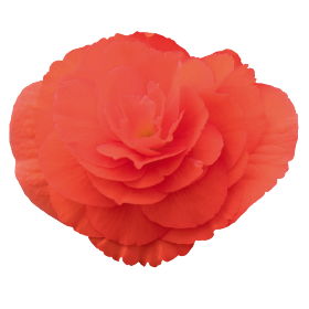 Seminte BEGONIA tuberhybrida NONSTOP F1 Peach Shades 1000s