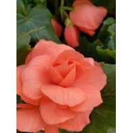 Seminte BEGONIA tuberhybrida NONSTOP F1 Deep Salmon 1000s