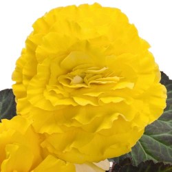Seminte BEGONIA tuberhybrida NONSTOP F1 Yellow 1000s